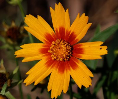 Home-Garden_11-10-2024 (2).JPG
