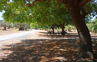 Ein-Afek_12-9-2024 (73).JPG