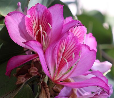 Home-Garden_31-3-2024 (17).JPG