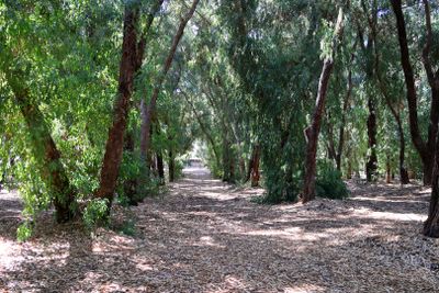 Caesarea_3-10-2024 (31).JPG