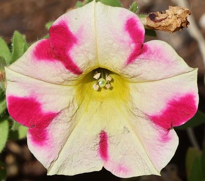 Home-Garden_28-9-2024 (19).JPG