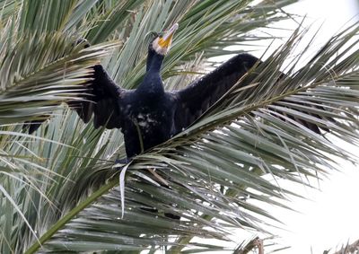 Ein-Afek_12-12-2024 (32).JPG