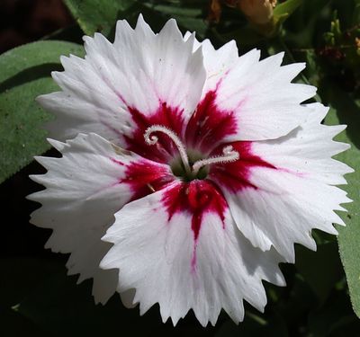 Home-Garden_22-9-2024 (15).JPG