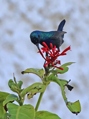 Home-Garden_16-11-2024 (329).JPG