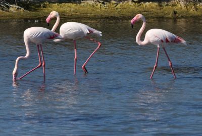 Atlit-Salt-Pools_13-11-2024 (39).JPG