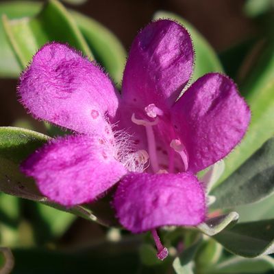 Kiryat-Motskin_8-12-2024 (25).JPG