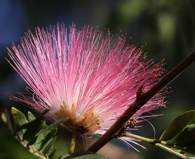 Nahariya-Botanical-Garden_30-11-2024 (32).JPG