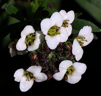 Home-Garden_1-11-2024 (18).JPG