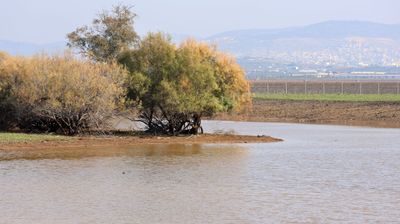 Ein-Afek_2-1-2025 (31).JPG