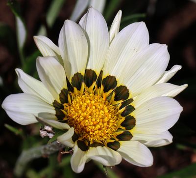 Home-Garden_22-9-2024 (9).JPG