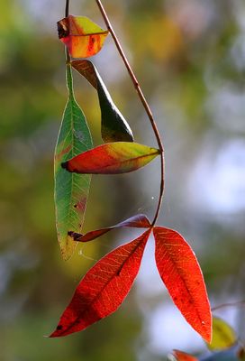 Ahziv_10-12-2024 (13).JPG