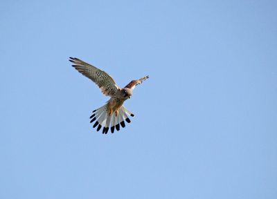 Birds 2019