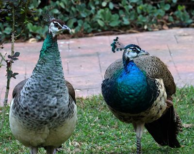 Nahariya-Botanical-Garden_30-11-2024 (10).JPG