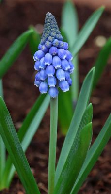 Home-Garden_20-1-2025 (2).JPG