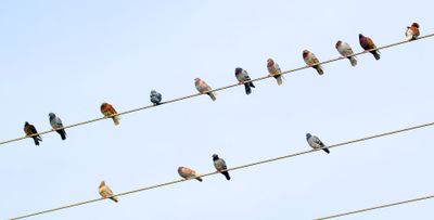 Birds 2018