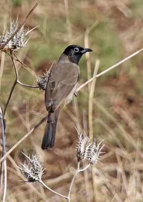 Kiryat-Bialik_21-11-2024 (20).JPG
