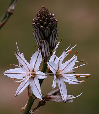 Gilon-Forest_3-2-2025 (17).JPG