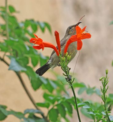 Home-Garden_28-5-2024 (48).JPG