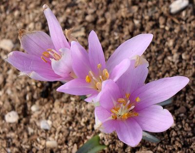 Flowers 2024