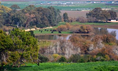 Ein-Afek_2-2-2025 (31).JPG
