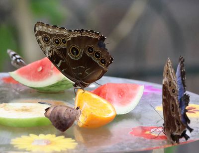 Jerusalem-Butterfly-Park_18-3-2025 (45).JPG