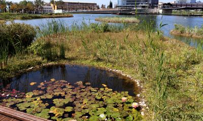 Petah-Tikva_10-3-2025 (18).JPG