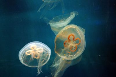 Jerusalem-Aquarium_18-3-2025 (75).JPG
