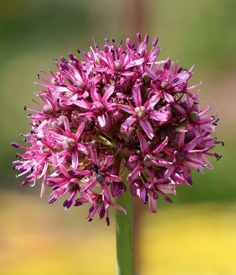 Jerusalem-Botanical-Garden_18-3-2025 (201).JPG