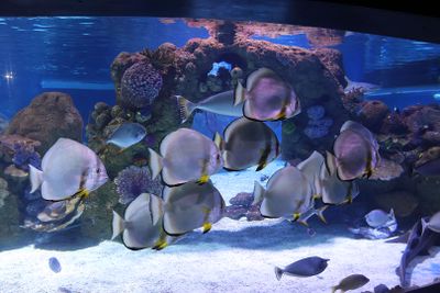Jerusalem-Aquarium_18-3-2025 (95).JPG