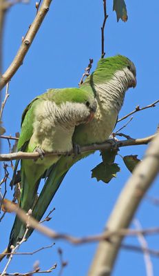 Petah-Tikva_10-3-2025 (48).JPG