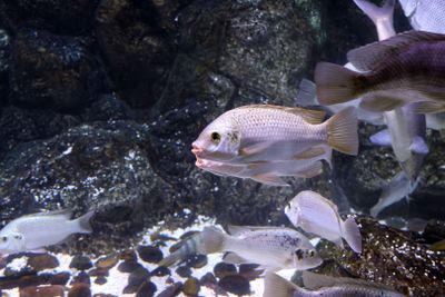 Jerusalem-Aquarium_18-3-2025 (11).JPG