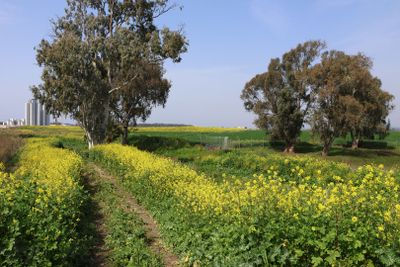 Ein-Afek_4-3-2025 (55).JPG