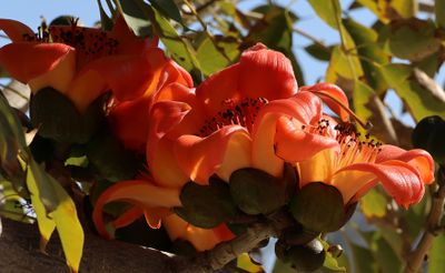 Karkur_1-2-2025 (29).JPG