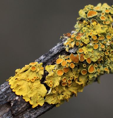 Gilon-Forest_3-2-2025 (28).JPG