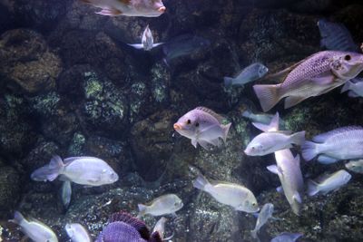 Jerusalem-Aquarium_18-3-2025 (13).JPG