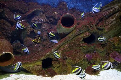 Jerusalem-Aquarium_18-3-2025 (114).JPG