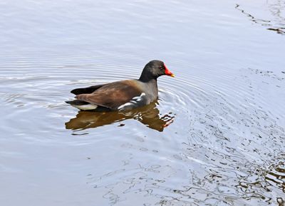 Ein-Afek_4-3-2025 (48).JPG