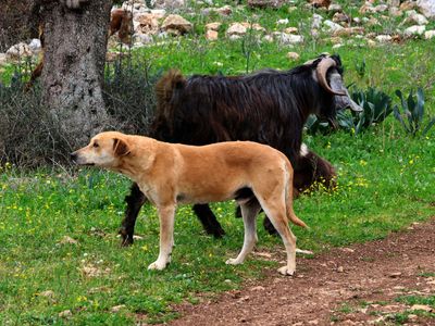Gilon-Forest_3-2-2025 (39).JPG
