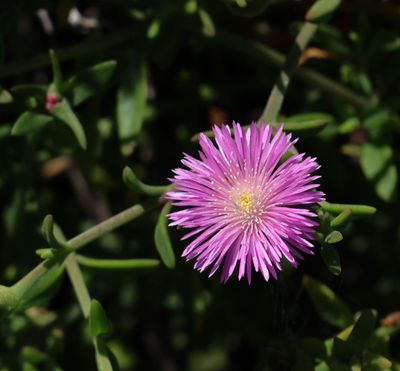 Oranim-Botanical-Garden