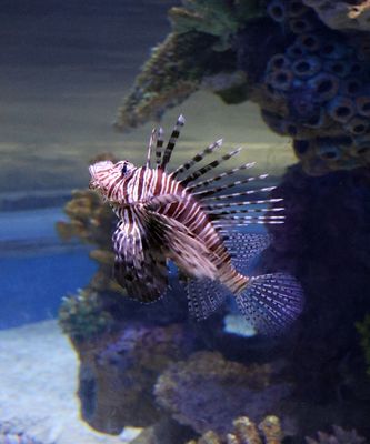 Jerusalem-Aquarium_18-3-2025 (10).JPG