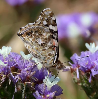 Butterflies