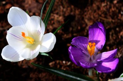Home-Garden_9-3-2025 (7)a.jpg
