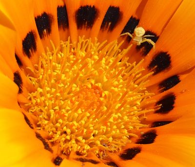 Home-Garden_10-4-2025 (2).JPG