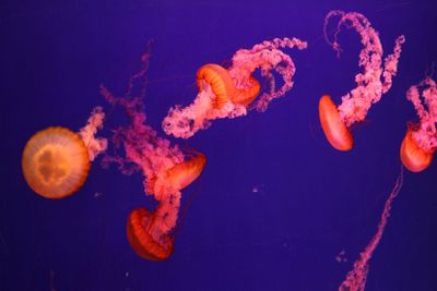 Jerusalem-Aquarium_18-3-2025 (79).JPG