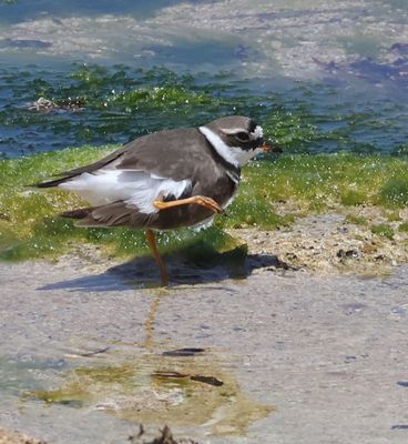 Birds 2025