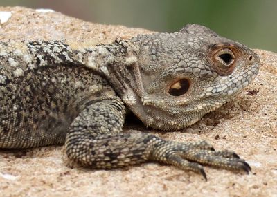 Reptiles