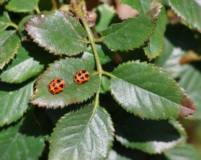 Insects
