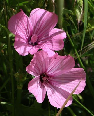 Flowers 2025