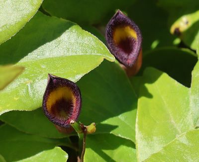 Oranim-Botanical-Garden