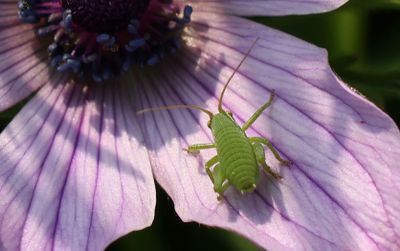Insects